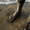 Active-Flex Swim Sock providing foot protection in shallow water during swimming or surfing.